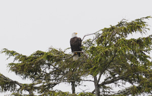 Wisskopfseeadler