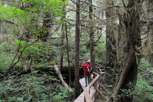 Rain Forest Trail