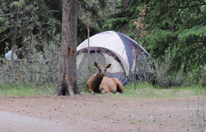 Elchkuh beim campen