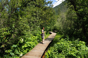 Skunk Cabbage Trail