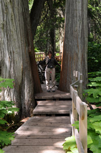 Gigant Cedar Trail