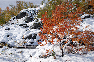 Der Herbst wurde vom Winter überrascht