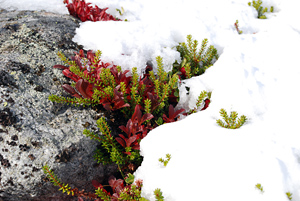 Preiselbeeren im Schnee