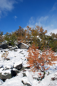 Herbst/Winterzauber