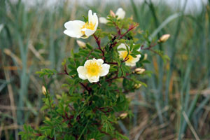 Blümchen am Strand